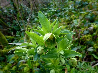 Helleborus foetidus L., 1753