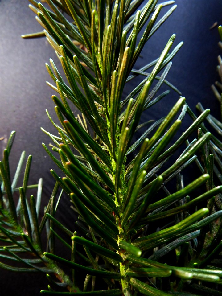 Pseudotsuga menziesii (Mirb.) Franco, 1950