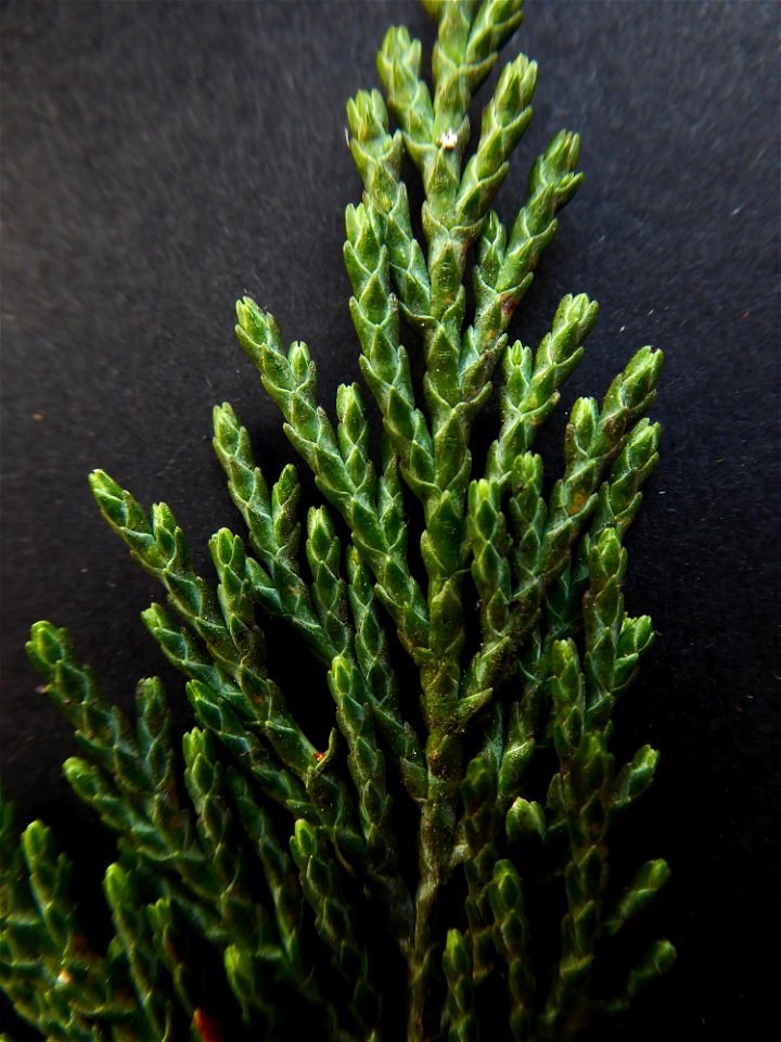 Cupressus macrocarpa Hartw., 1847
