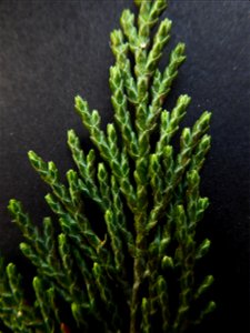 Cupressus macrocarpa Hartw., 1847