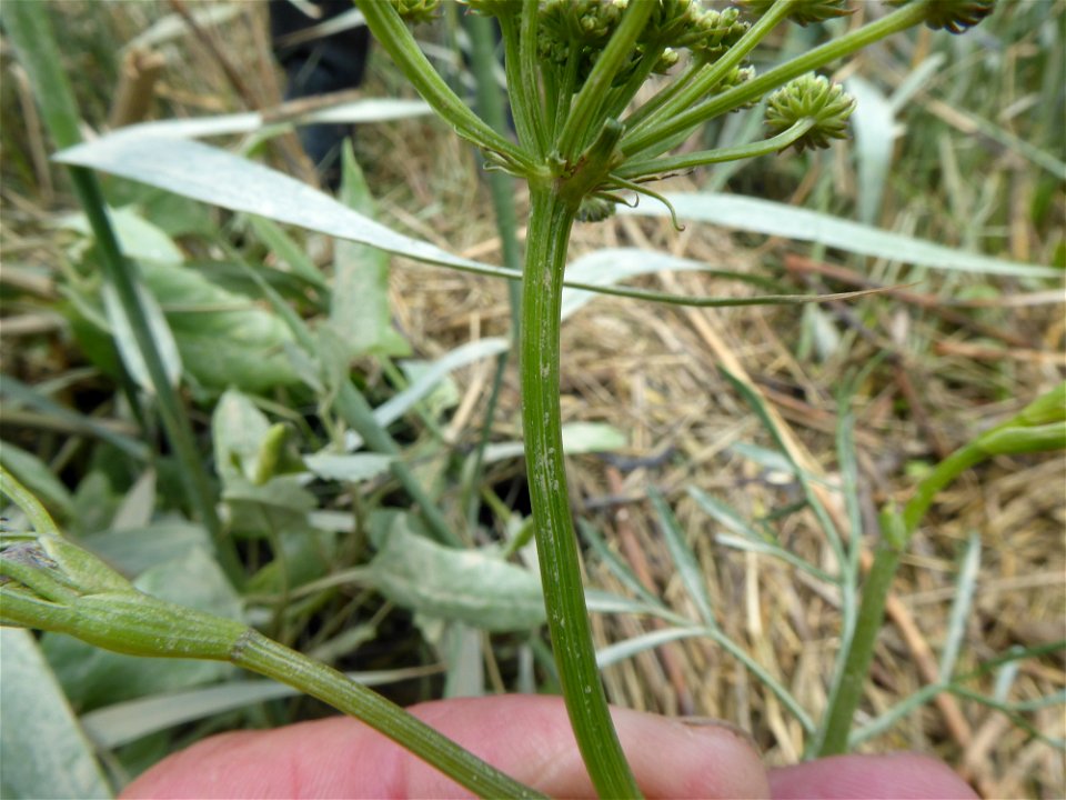 Oenanthe foucaudii Tess., 1884