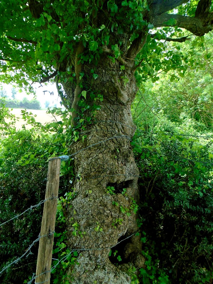 Acer campestre L., 1753
