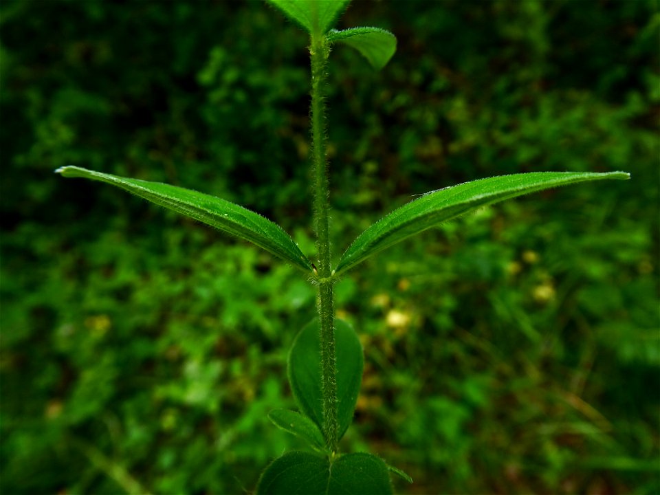 Hypericum hirsutum L., 1753