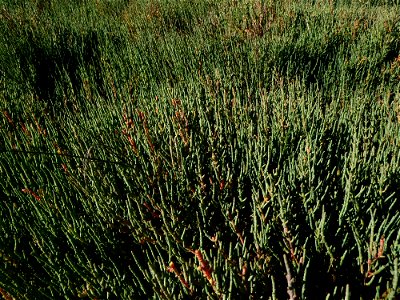 Salicornia fruticosa (L.) L., 1762 photo