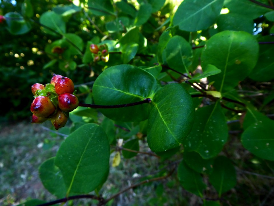 Lonicera etrusca Santi, 1795