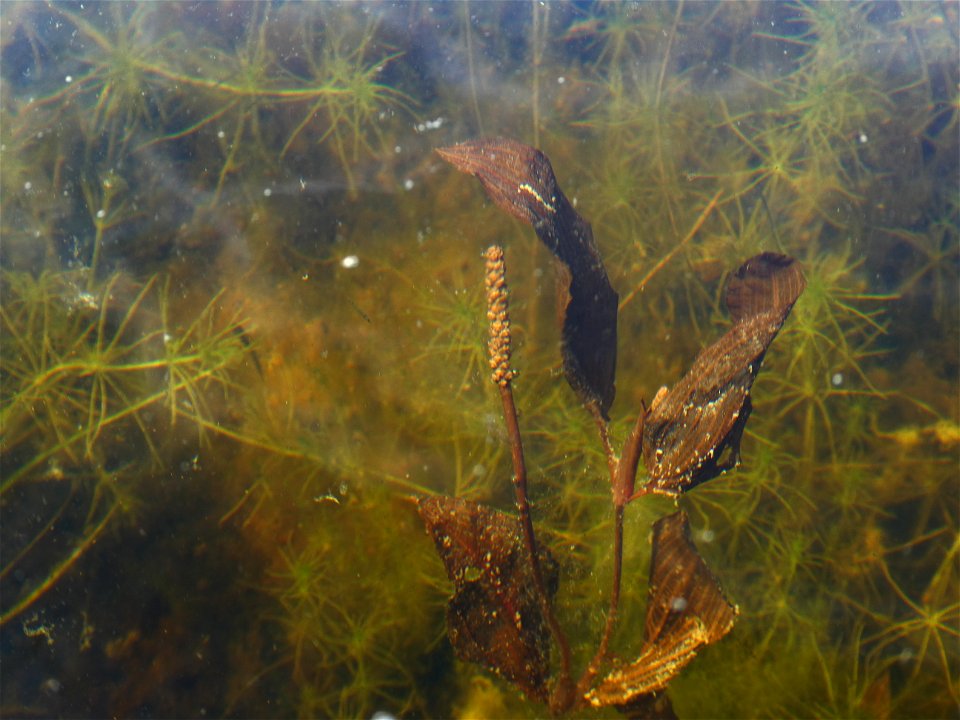 Potamogeton coloratus Hornem., 1813