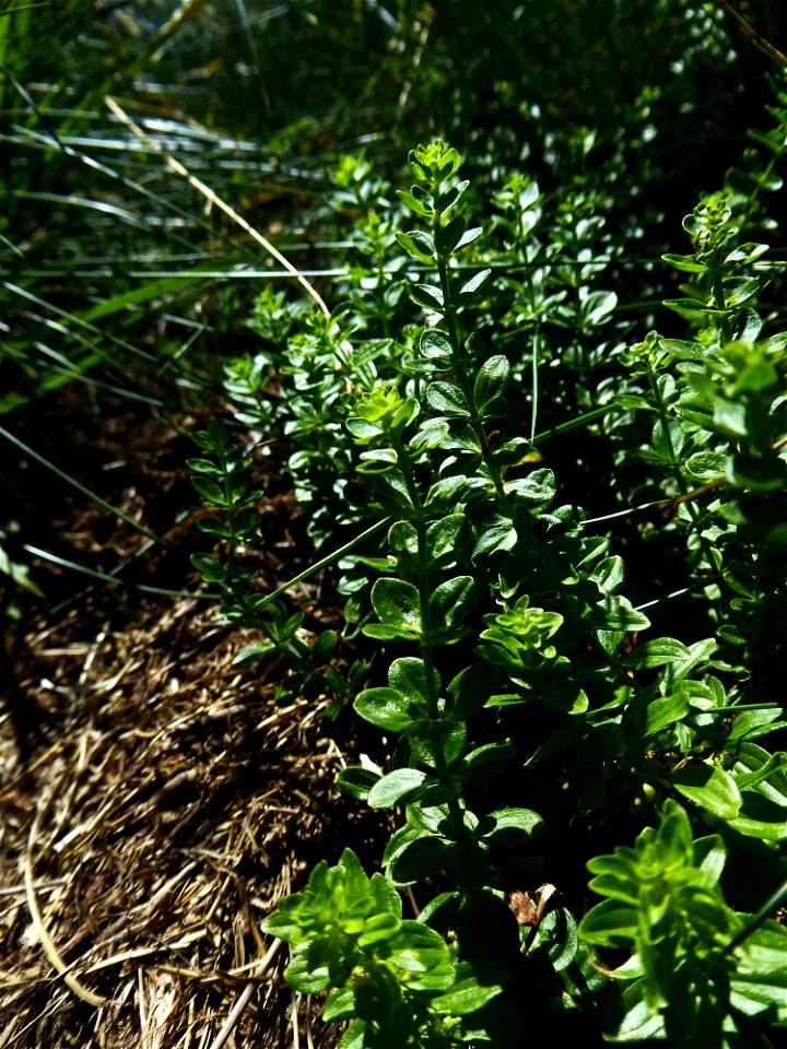 Cruciata glabra (L.) Ehrend., 1958