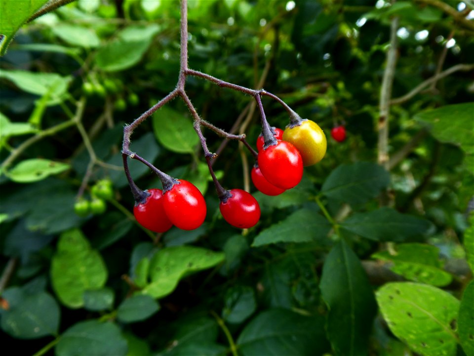 Solanum dulcamara L., 1753