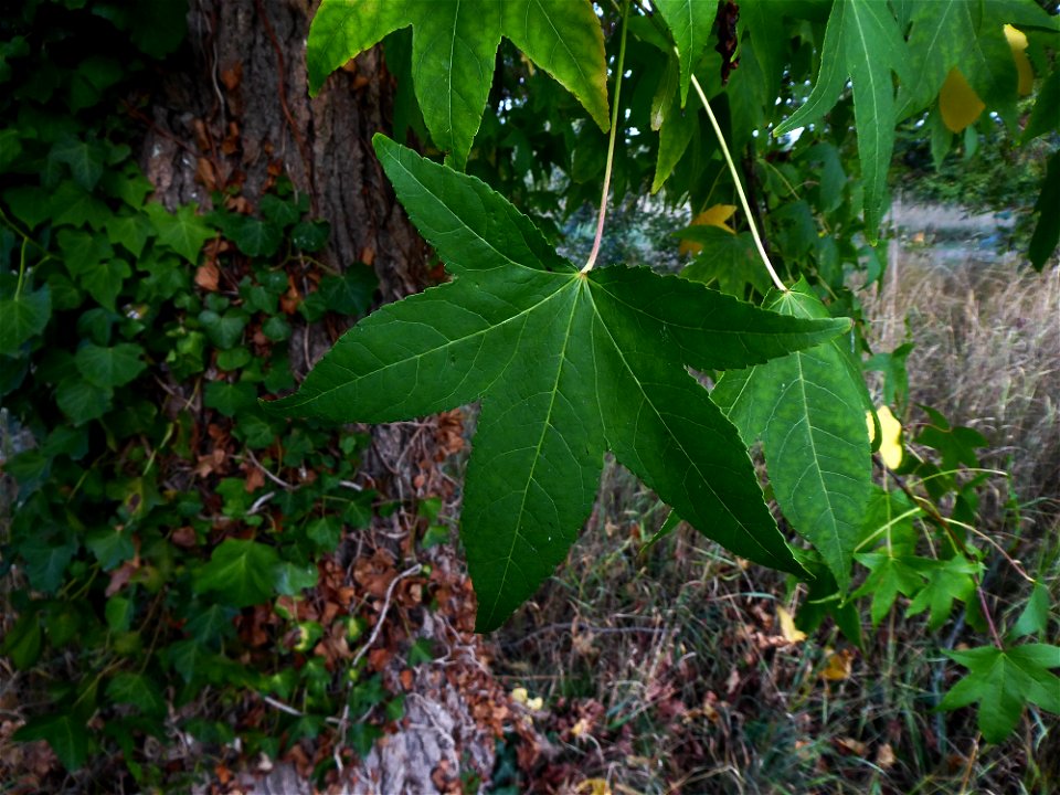 Liquidambar styraciflua L., 1753