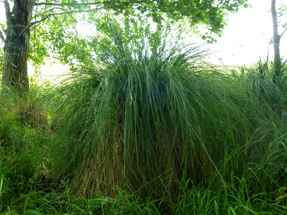 Carex paniculata L., 1755