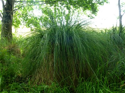 Carex paniculata L., 1755