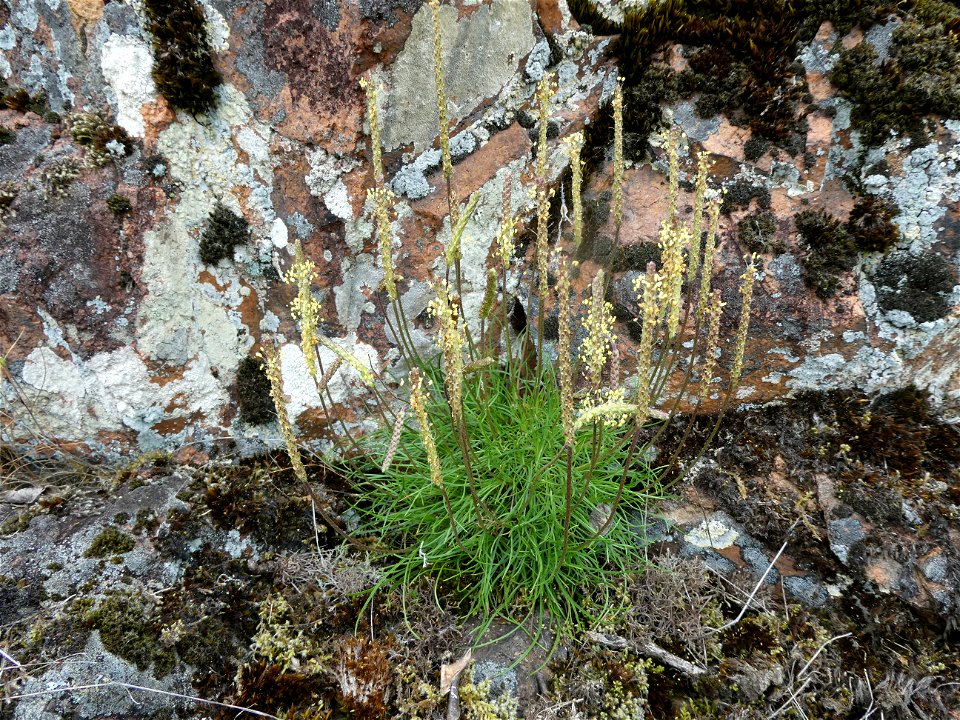 Plantago capitellata Ramond ex DC., 1805