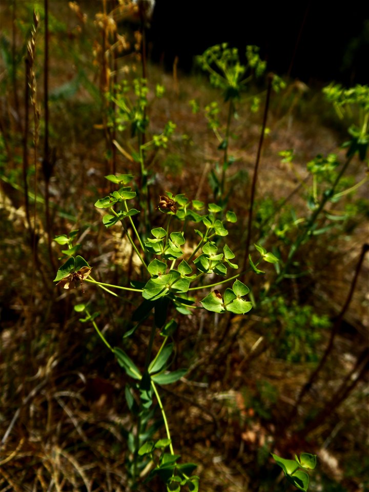 Euphorbia seguieriana Neck., 1770