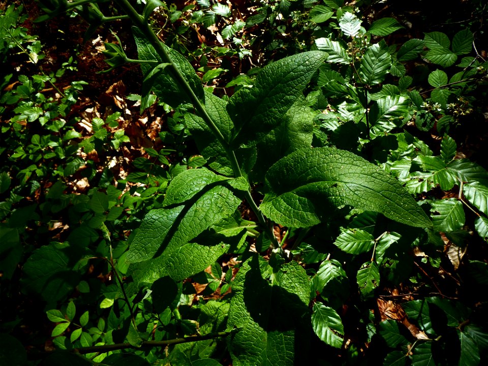 Digitalis purpurea L., 1753