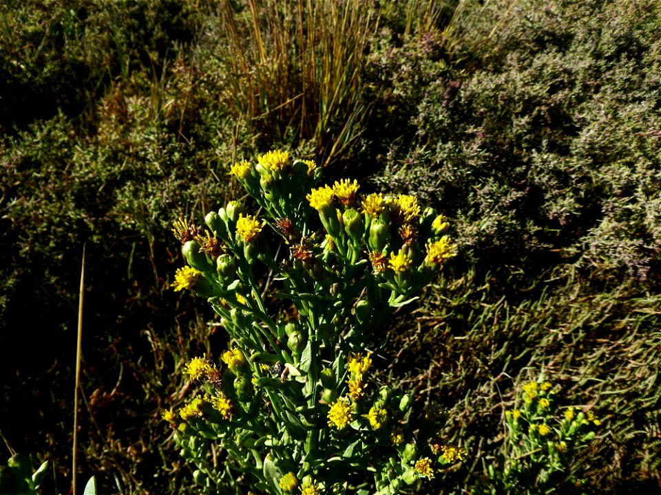 Trifolium pannonicum Jacq., 1767
