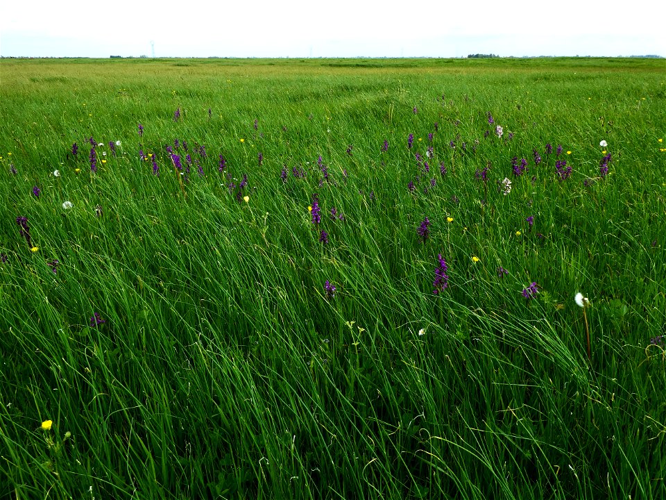Anacamptis morio (L.) R.M.Bateman, Pridgeon & M.W.Chase, 1997