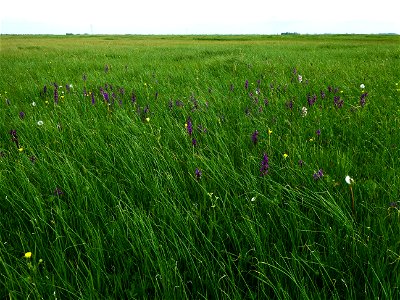 Anacamptis morio (L.) R.M.Bateman, Pridgeon & M.W.Chase, 1997