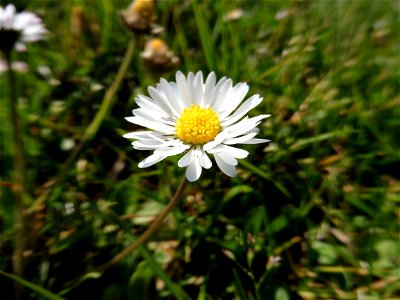 Bellis perennis L., 1753