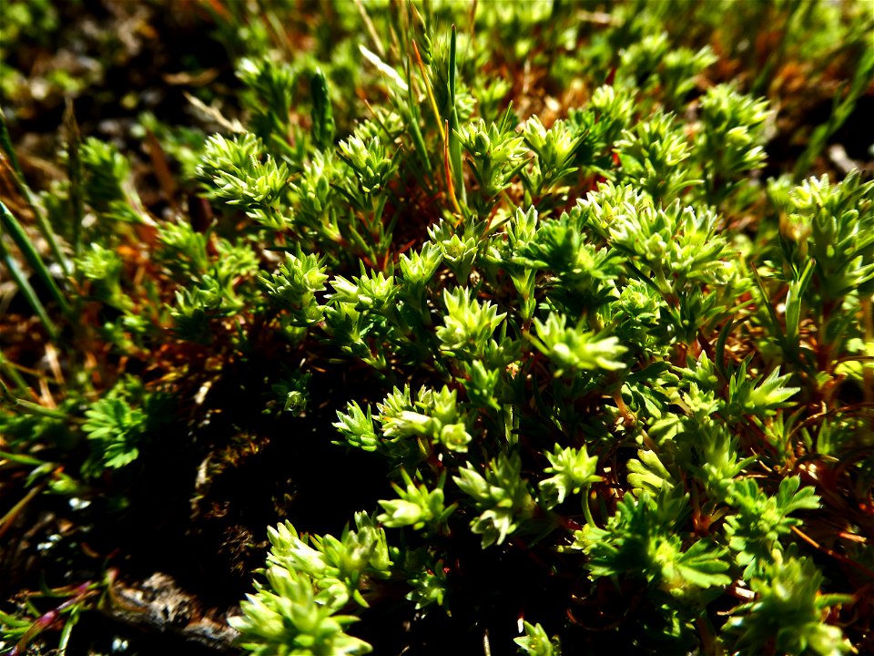 Scleranthus annuus L., 1753