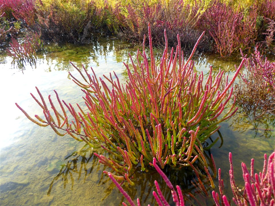 Salicornia emericii Duval-Jouve, 1868