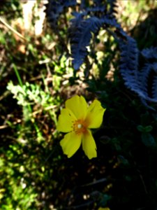 Cistus lasianthus subsp. alyssoides (Lam.) Demoly, 2006