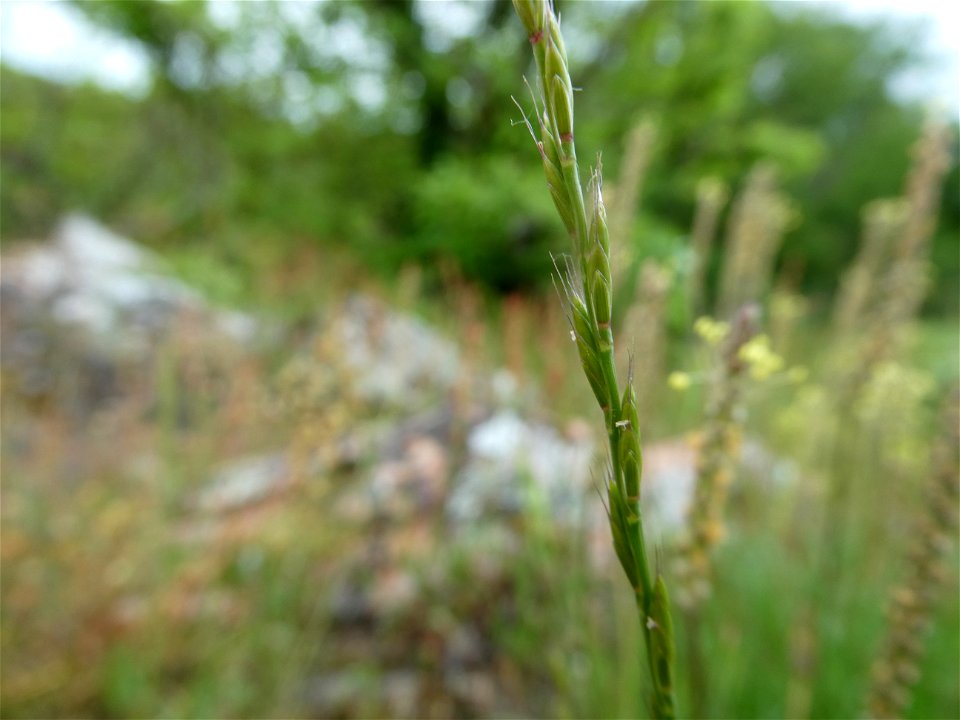 Micropyrum tenellum (L.) Link, 1844