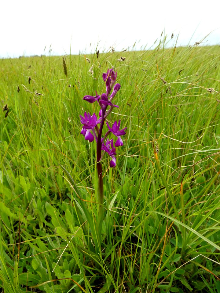 Anacamptis laxiflora (Lam.) R.M.Bateman, Pridgeon & M.W.Chase, 1997