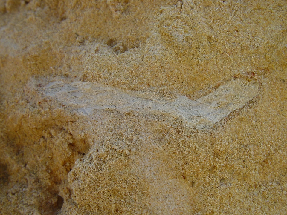 Fossil sprig stones
