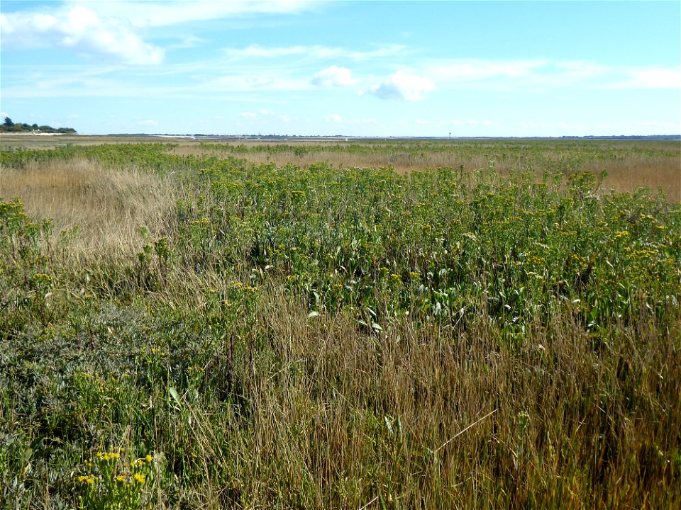 Trifolium pannonicum Jacq., 1767