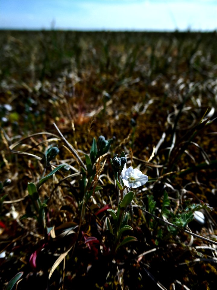 Omphalodes littoralis Lehm., 1818