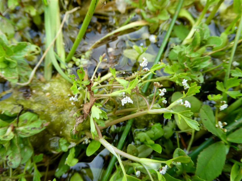 Helosciadium inundatum (L.) W.D.J.Koch, 1824