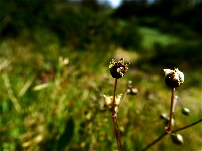 Spergula morisonii Boreau, 1847