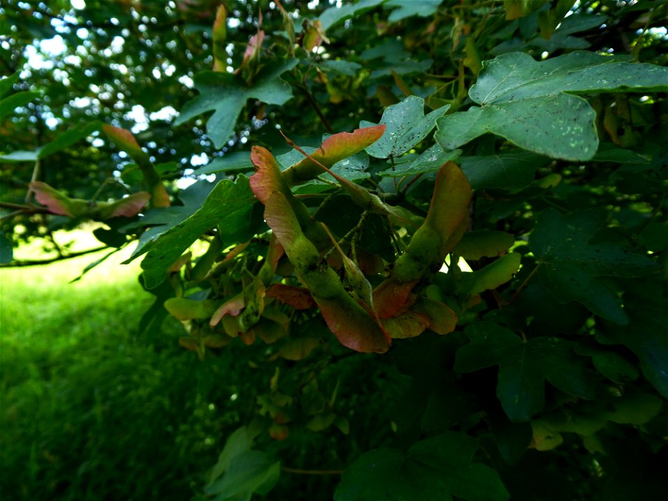 Acer campestre L., 1753