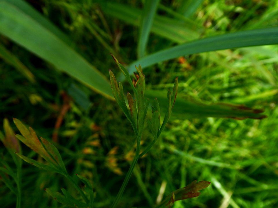 Oenanthe foucaudii Tess., 1884