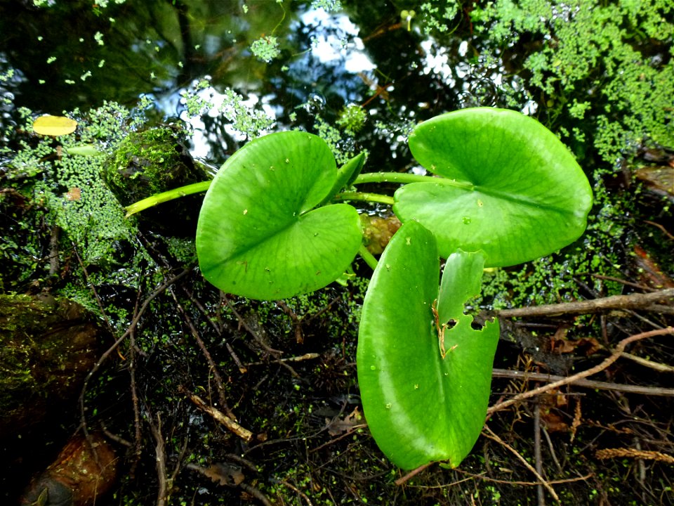 Nuphar lutea (L.) Sm., 1809