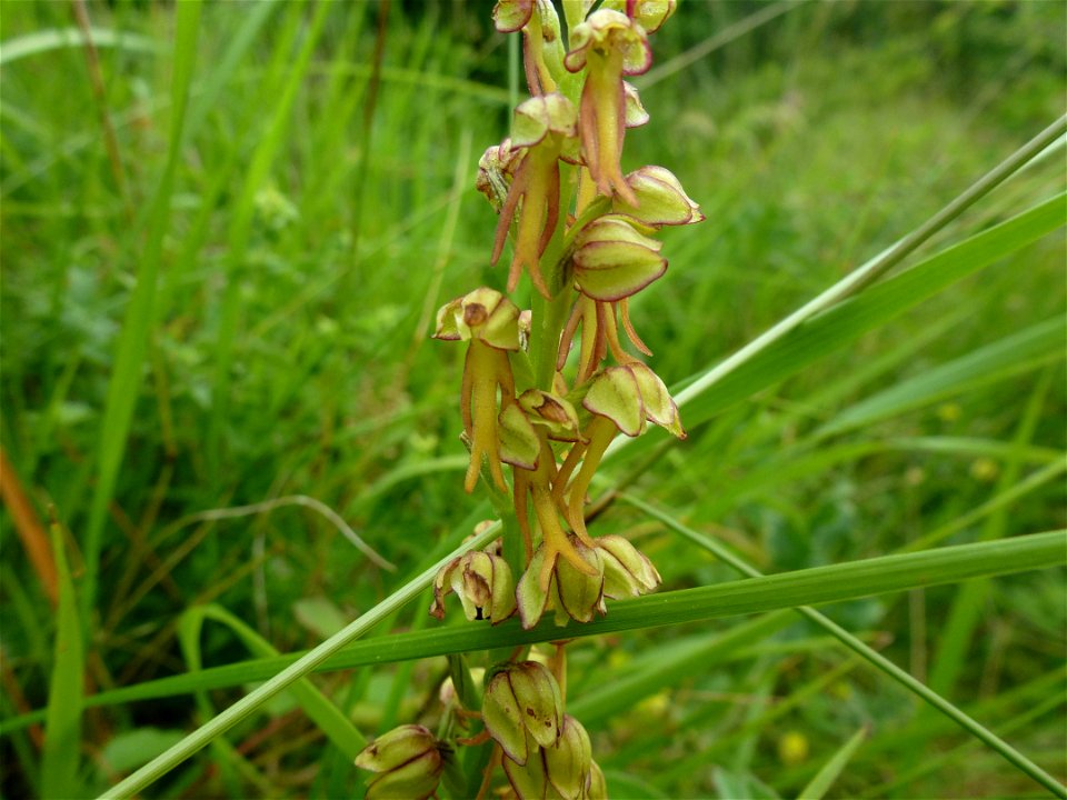 Orchis anthropophora (L.) All., 1785