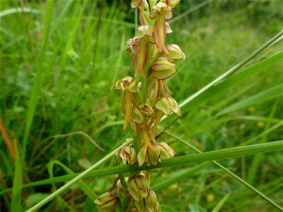 Orchis anthropophora (L.) All., 1785