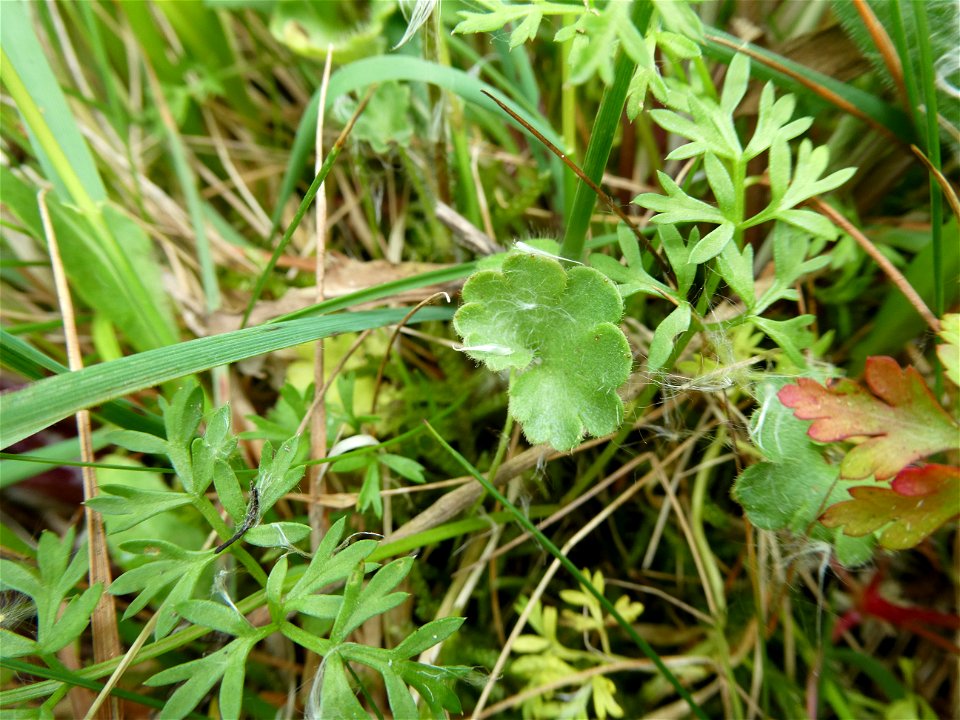 Saxifraga granulata L., 1753