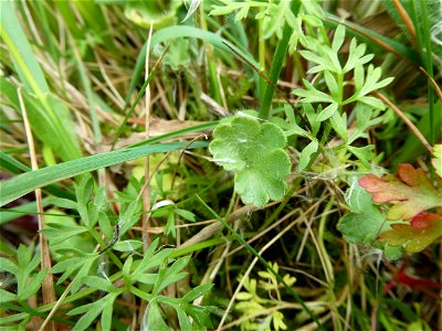 Saxifraga granulata L., 1753 photo