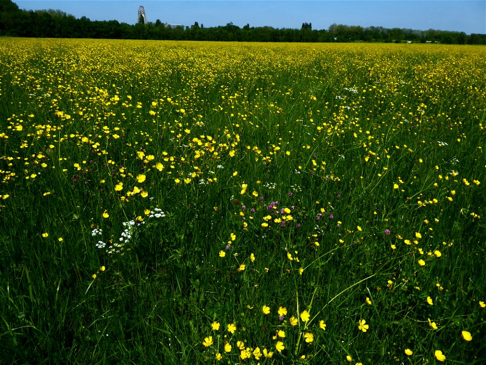 Ranunculus acris L., 1753