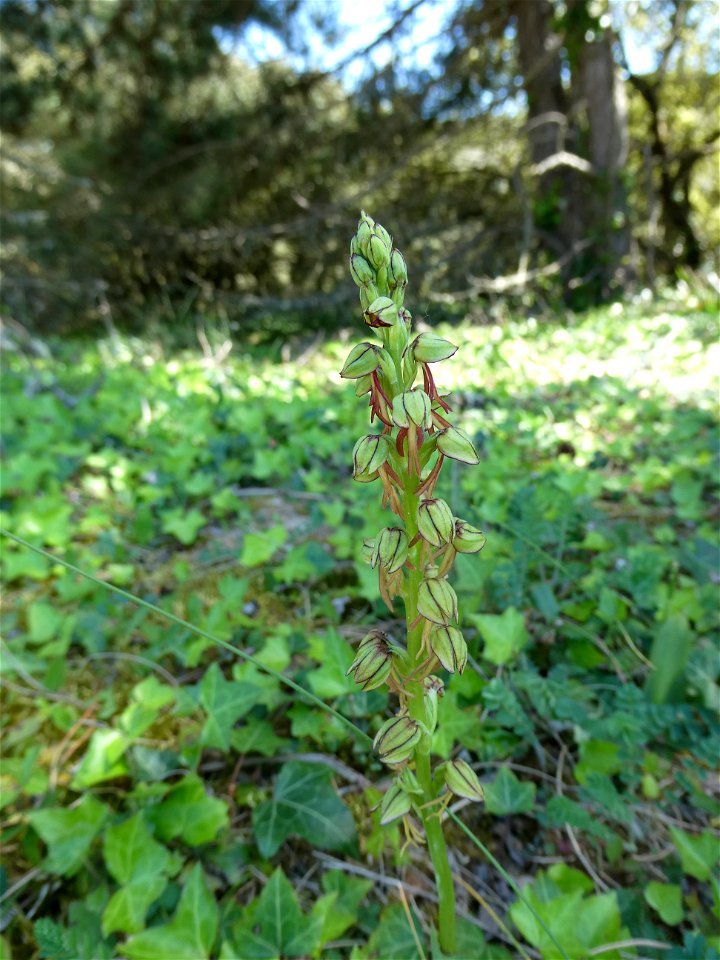 Orchis anthropophora (L.) All., 1785