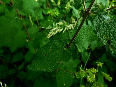 Teucrium scorodonia L., 1753