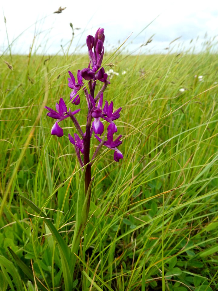 Anacamptis laxiflora (Lam.) R.M.Bateman, Pridgeon & M.W.Chase, 1997