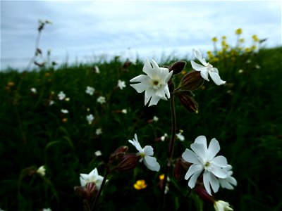 Silene latifolia Poir., 1789