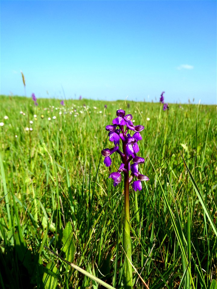 Anacamptis morio (L.) R.M.Bateman, Pridgeon & M.W.Chase, 1997