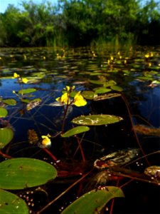 Utricularia australis R.Br., 1810