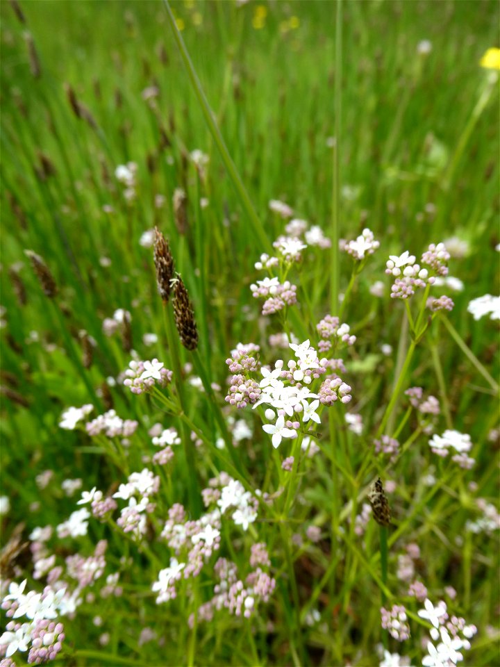 Galium debile Desv., 1818