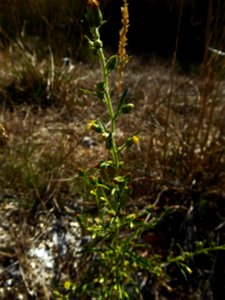 Dittrichia graveolens (L.) Greuter, 1973