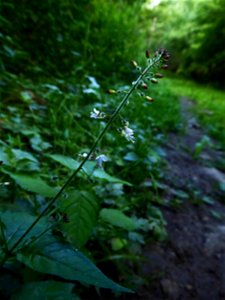 Circaea lutetiana L., 1753