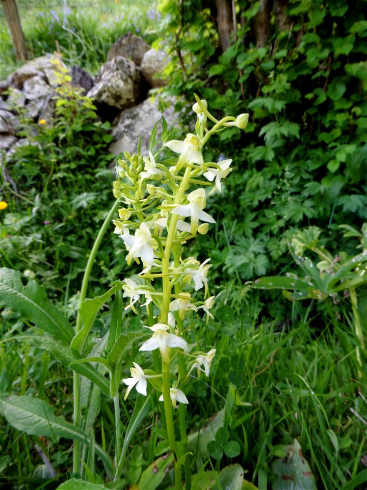 Platanthera chlorantha (Custer) Rchb., 1828